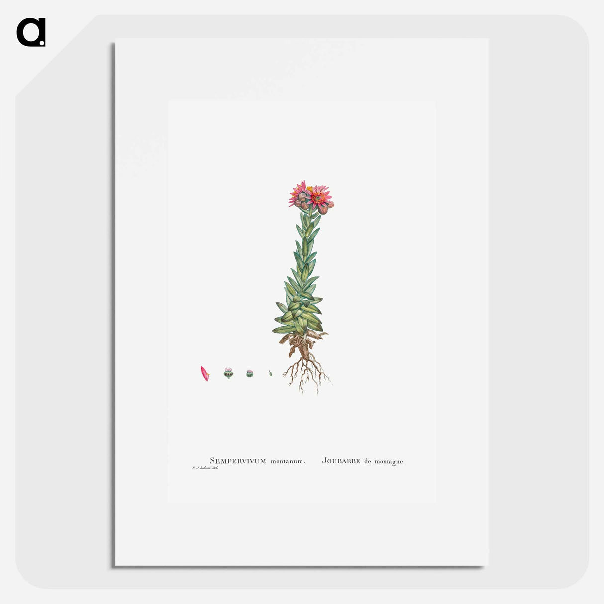 Sempervivum Montanum (Mountain ouseleek) - ピエール ジョゼフ ルドゥーテ Poster.