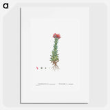 Sempervivum Montanum (Mountain ouseleek) - ピエール ジョゼフ ルドゥーテ Poster.