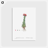 アートポストカード-Sempervivum Montanum (Mountain ouseleek) - ピエール ジョゼフ ルドゥーテ Postcard.