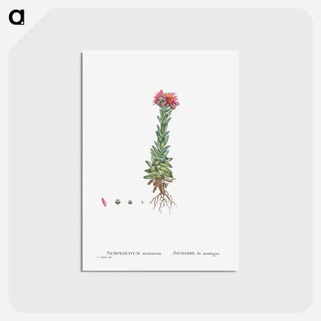 アートポストカード-Sempervivum Montanum (Mountain ouseleek) - ピエール ジョゼフ ルドゥーテ Postcard.