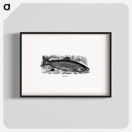 アートポスター-Salmon from Nimrod In The North
 - 大英図書館 Poster.