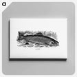 アートパネル-Salmon from Nimrod In The North
 - 大英図書館 Canvas.