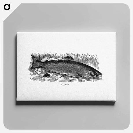 アートパネル-Salmon from Nimrod In The North
 - 大英図書館 Canvas.