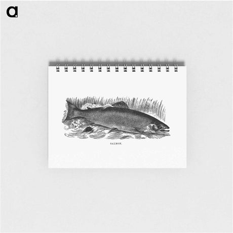 アートメモ帳-Salmon from Nimrod In The North
 - 大英図書館 Memo.