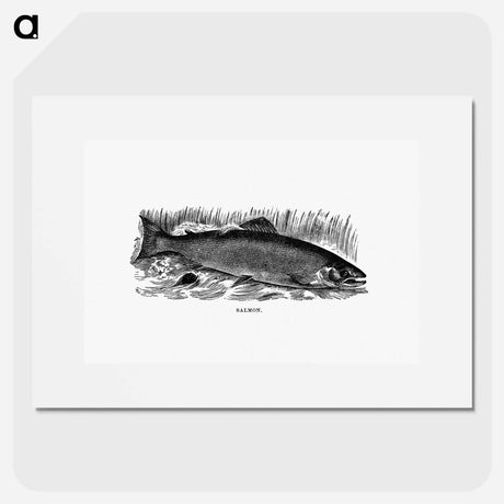 アートポスター-Salmon from Nimrod In The North
 - 大英図書館 Poster.
