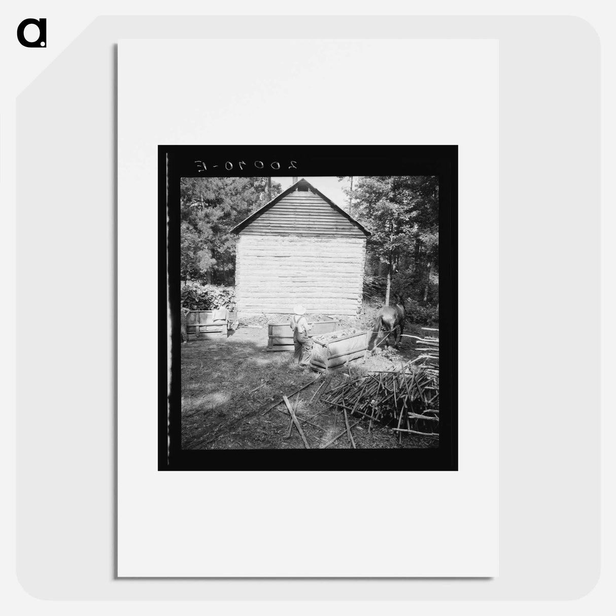 Untitled photo, possibly related to: Young son of tenant farmer gathering sticks for workers to string tobacco on. Granville County, North Carolina - Dorothea Lang Poster.