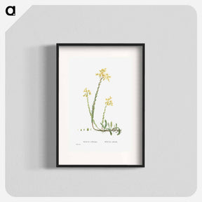 アートポスター-Sedum Reflexum (Reflexed Stonecrop) - ピエール ジョゼフ ルドゥーテ Poster.