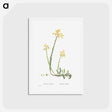 アートポストカード-Sedum Reflexum (Reflexed Stonecrop) - ピエール ジョゼフ ルドゥーテ Postcard.