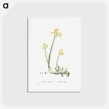 アートポストカード-Sedum Reflexum (Reflexed Stonecrop) - ピエール ジョゼフ ルドゥーテ Postcard.