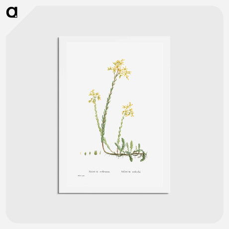 アートポストカード-Sedum Reflexum (Reflexed Stonecrop) - ピエール ジョゼフ ルドゥーテ Postcard.