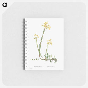 アートメモ帳-Sedum Reflexum (Reflexed Stonecrop) - ピエール ジョゼフ ルドゥーテ Memo.