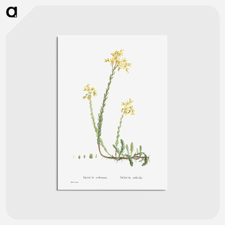 アートポストカード-Sedum Reflexum (Reflexed Stonecrop) - ピエール ジョゼフ ルドゥーテ Postcard.