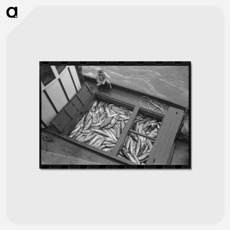 アートポストカード-Columbia River Salmon
 - ラッセル リー Postcard.