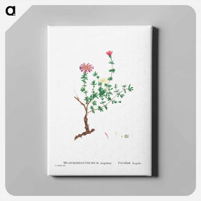 アートパネル-Mesembryanthemum Hispidum (Miniature Pigs Face) - ピエール ジョゼフ ルドゥーテ Canvas.
