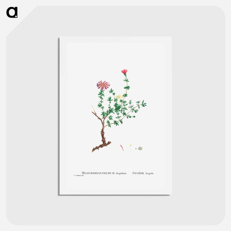 アートポストカード-Mesembryanthemum Hispidum (Miniature Pigs Face) - ピエール ジョゼフ ルドゥーテ Postcard.