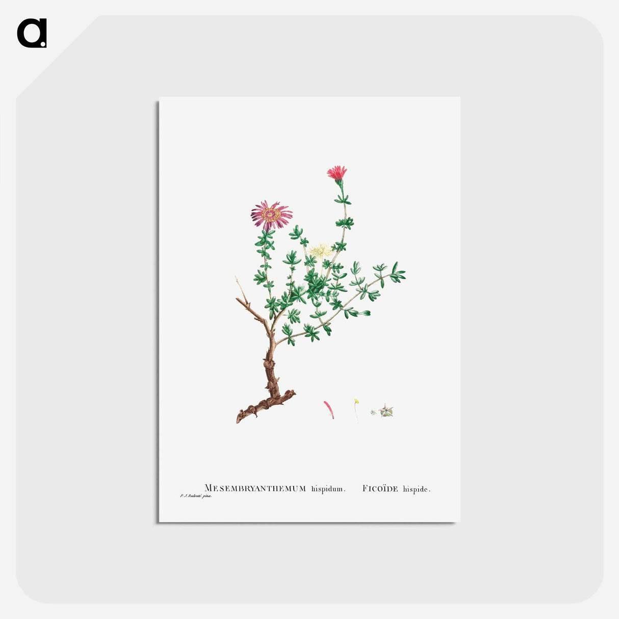 アートポストカード-Mesembryanthemum Hispidum (Miniature Pigs Face) - ピエール ジョゼフ ルドゥーテ Postcard.