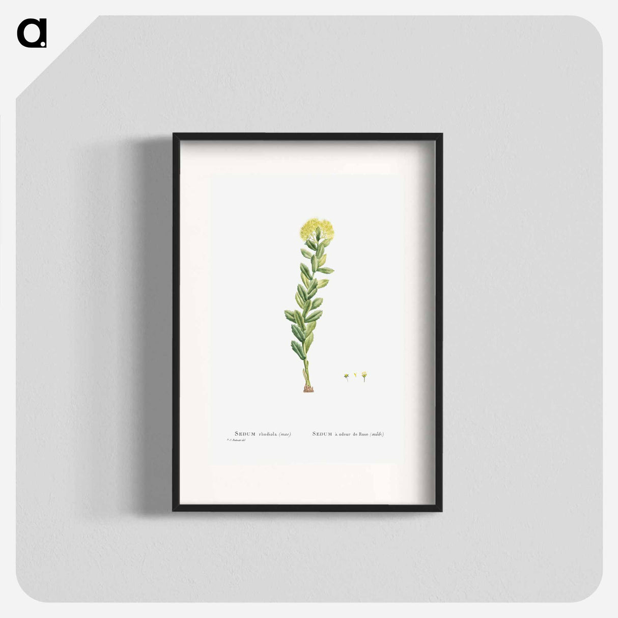 Sedum Rhodiola (Golden Root) - ピエール ジョゼフ ルドゥーテ Poster.