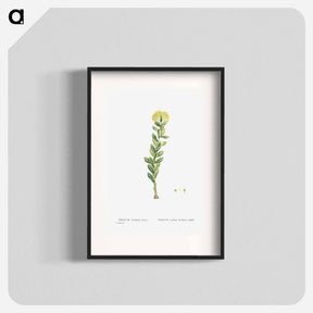 アートポスター-Sedum Rhodiola (Golden Root) - ピエール ジョゼフ ルドゥーテ Poster.