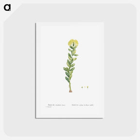 アートポストカード-Sedum Rhodiola (Golden Root) - ピエール ジョゼフ ルドゥーテ Postcard.