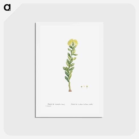 アートポストカード-Sedum Rhodiola (Golden Root) - ピエール ジョゼフ ルドゥーテ Postcard.