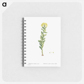 アートメモ帳-Sedum Rhodiola (Golden Root) - ピエール ジョゼフ ルドゥーテ Memo.