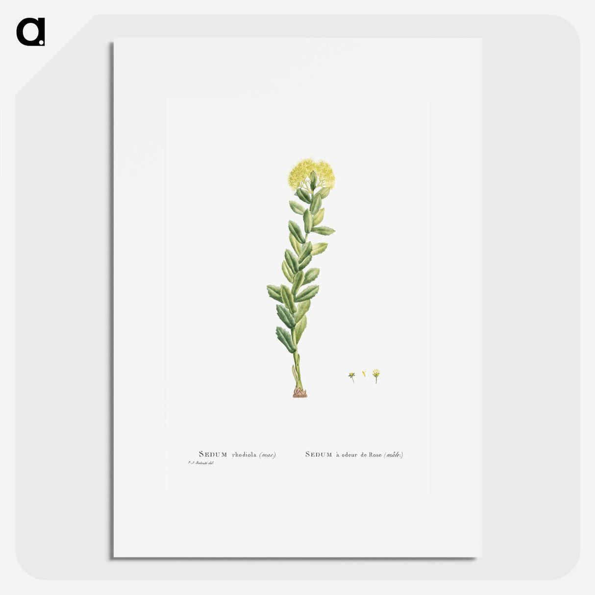 Sedum Rhodiola (Golden Root) - ピエール ジョゼフ ルドゥーテ Poster.