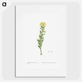 Sedum Rhodiola (Golden Root) - ピエール ジョゼフ ルドゥーテ Poster.