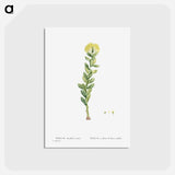 アートポストカード-Sedum Rhodiola (Golden Root) - ピエール ジョゼフ ルドゥーテ Postcard.