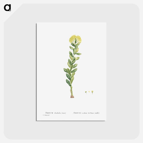 アートポストカード-Sedum Rhodiola (Golden Root) - ピエール ジョゼフ ルドゥーテ Postcard.