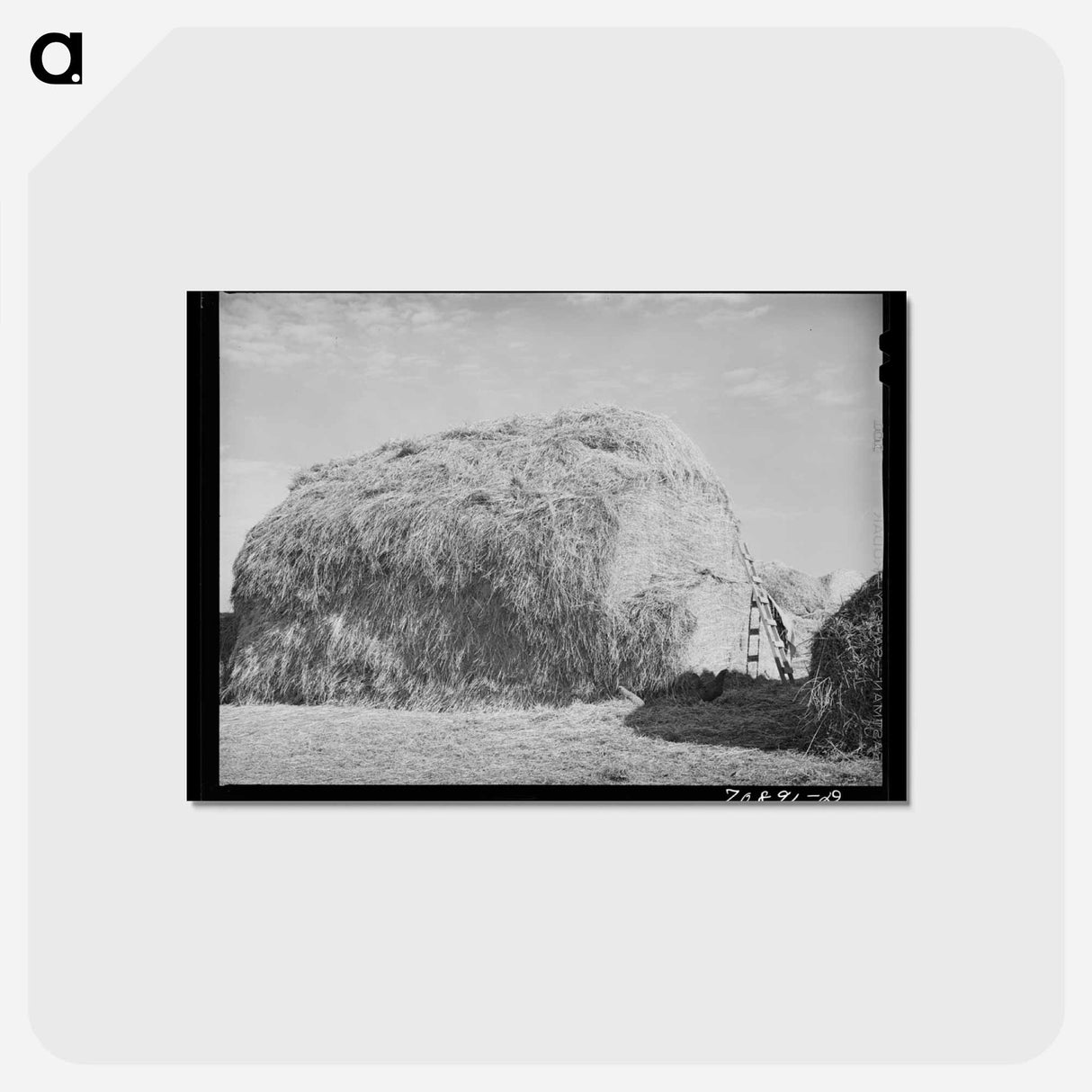 アートポストカード-Hay for Cattle Feed
 - ラッセル リー Postcard.