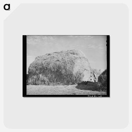 アートポストカード-Hay for Cattle Feed
 - ラッセル リー Postcard.