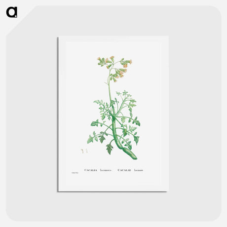 アートポストカード-Cacalia Laciniata (Sue Runcinata) - ピエール ジョゼフ ルドゥーテ Postcard.
