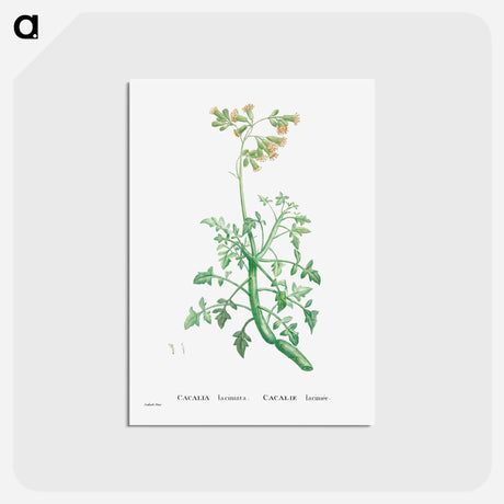 アートポストカード-Cacalia Laciniata (Sue Runcinata) - ピエール ジョゼフ ルドゥーテ Postcard.