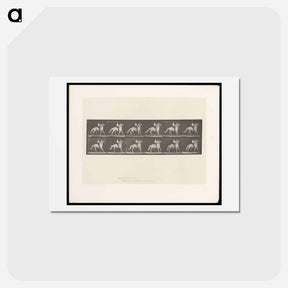 アートポストカード-Bareback Rider
 - エドワード マイブリッジ Postcard.