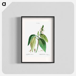 アートポスター-Malabar nut - ピエール ジョゼフ ルドゥーテ Poster.
