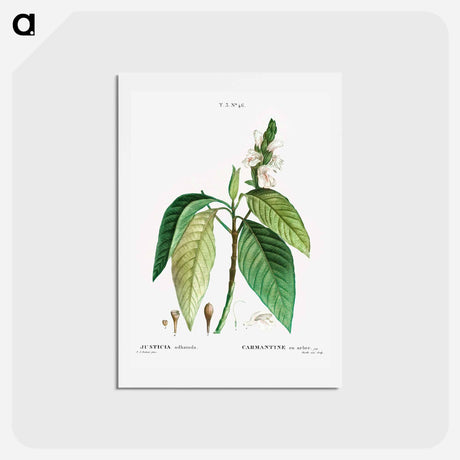 アートポストカード-Malabar nut - ピエール ジョゼフ ルドゥーテ Postcard.