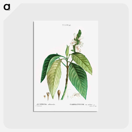 アートポストカード-Malabar nut - ピエール ジョゼフ ルドゥーテ Postcard.