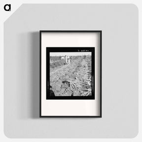アートポスター-Untitled photo, possibly related to: Migratory field worker pulling carrots. Imperial Valley, California - ドロテア ラング Poster.