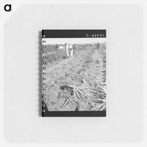 アートメモ帳-Untitled photo, possibly related to: Migratory field worker pulling carrots. Imperial Valley, California - ドロテア ラング Memo.