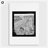 Untitled photo, possibly related to: Migratory field worker pulling carrots. Imperial Valley, California - Dorothea Lange Poster.