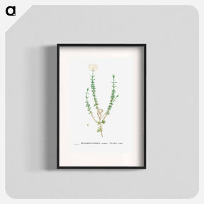 アートポスター-Mesembryanthemum Splendens (Donkey Mesemb) - ピエール ジョゼフ ルドゥーテ Poster.