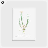 アートポストカード-Mesembryanthemum Splendens (Donkey Mesemb) - ピエール ジョゼフ ルドゥーテ Postcard.