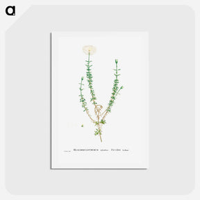 アートポストカード-Mesembryanthemum Splendens (Donkey Mesemb) - ピエール ジョゼフ ルドゥーテ Postcard.