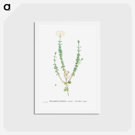 アートポストカード-Mesembryanthemum Splendens (Donkey Mesemb) - ピエール ジョゼフ ルドゥーテ Postcard.