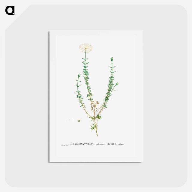 アートポストカード-Mesembryanthemum Splendens (Donkey Mesemb) - ピエール ジョゼフ ルドゥーテ Postcard.