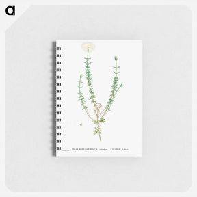 アートメモ帳-Mesembryanthemum Splendens (Donkey Mesemb) - ピエール ジョゼフ ルドゥーテ Memo.