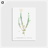 アートポストカード-Mesembryanthemum Splendens (Donkey Mesemb) - ピエール ジョゼフ ルドゥーテ Postcard.