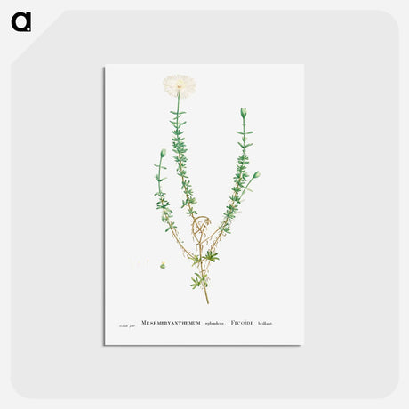 アートポストカード-Mesembryanthemum Splendens (Donkey Mesemb) - ピエール ジョゼフ ルドゥーテ Postcard.