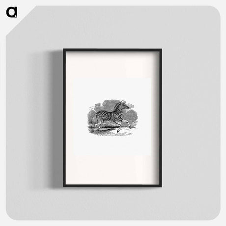 アートポスター-Zebra from The Land of the Lion; or, Adventures Among the Wild Animals of Africa
 - 大英図書館 Poster.