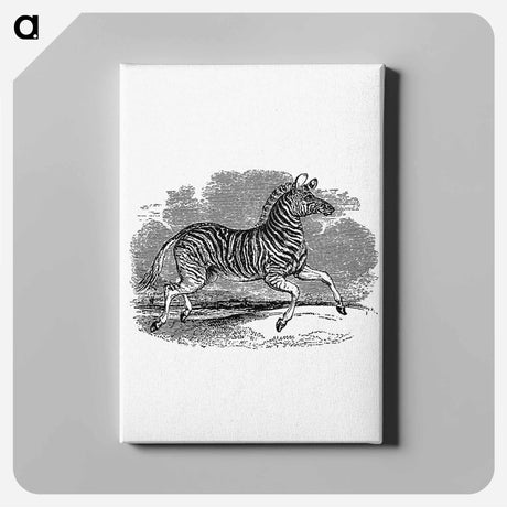 アートパネル-Zebra from The Land of the Lion; or, Adventures Among the Wild Animals of Africa
 - 大英図書館 Canvas.